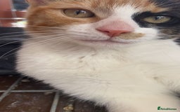 Domestic Shorthair cats for sale: 4 month old calico kitten female  - Image 1