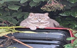 British Shorthair cats for sale: GORGEOUS BRITISH SHORTHAIR KITTENS – BLUE-SPOTTED - Image 14