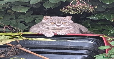 British Shorthair cats - Advert 7
