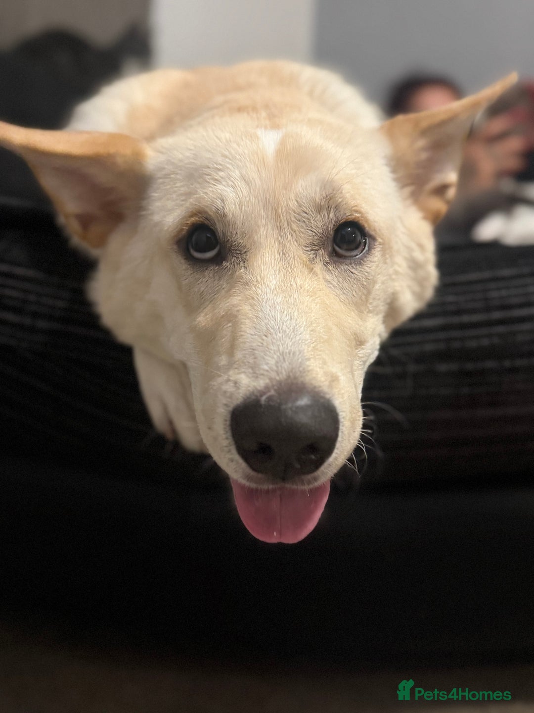 Mixed Breed dogs for sale: Blue  - Image 2