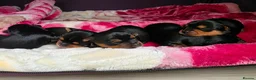 Yorkshire Terrier dogs for sale: 💕Yorkshire Terrier puppies.💕 - Advert 3