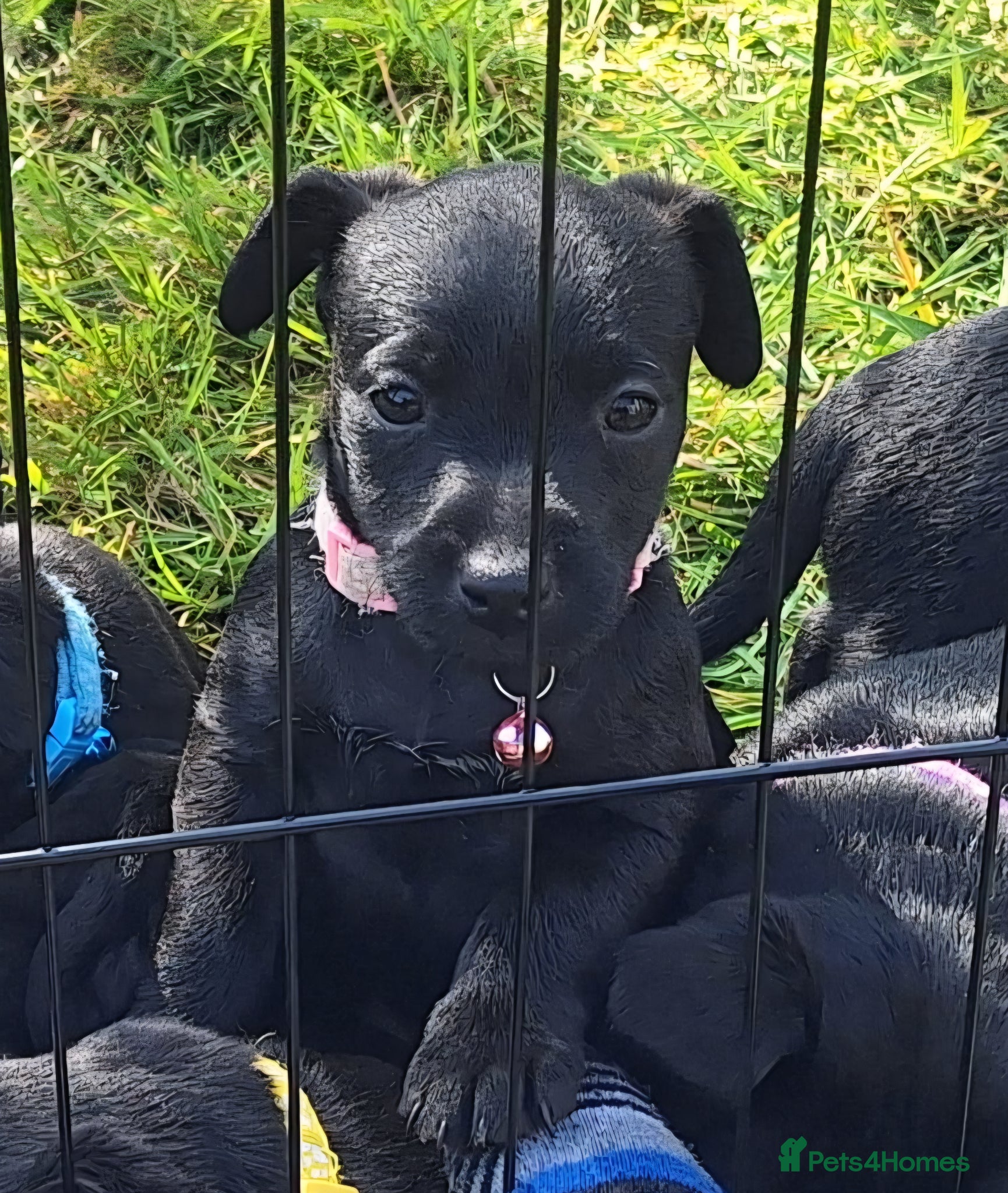 Patterdale Terrier dogs 1 left - Working Patty Pup - Advert 13