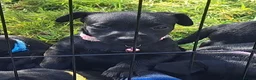 Patterdale Terrier dogs for sale: 1 left - Working Patty Pup - Advert 1