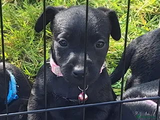 Patterdale Terrier dogs 1 left - Working Patty Pup - Advert 4