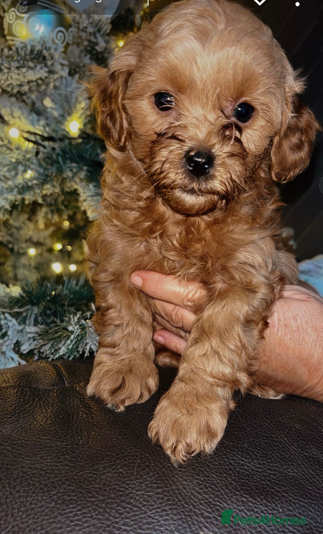 Shihpoo dogs for sale: beautiful Shihpoos looking for their forever homes - Advert 4