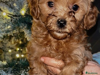 Shihpoo dogs beautiful Shihpoos looking for their forever homes - Advert 16