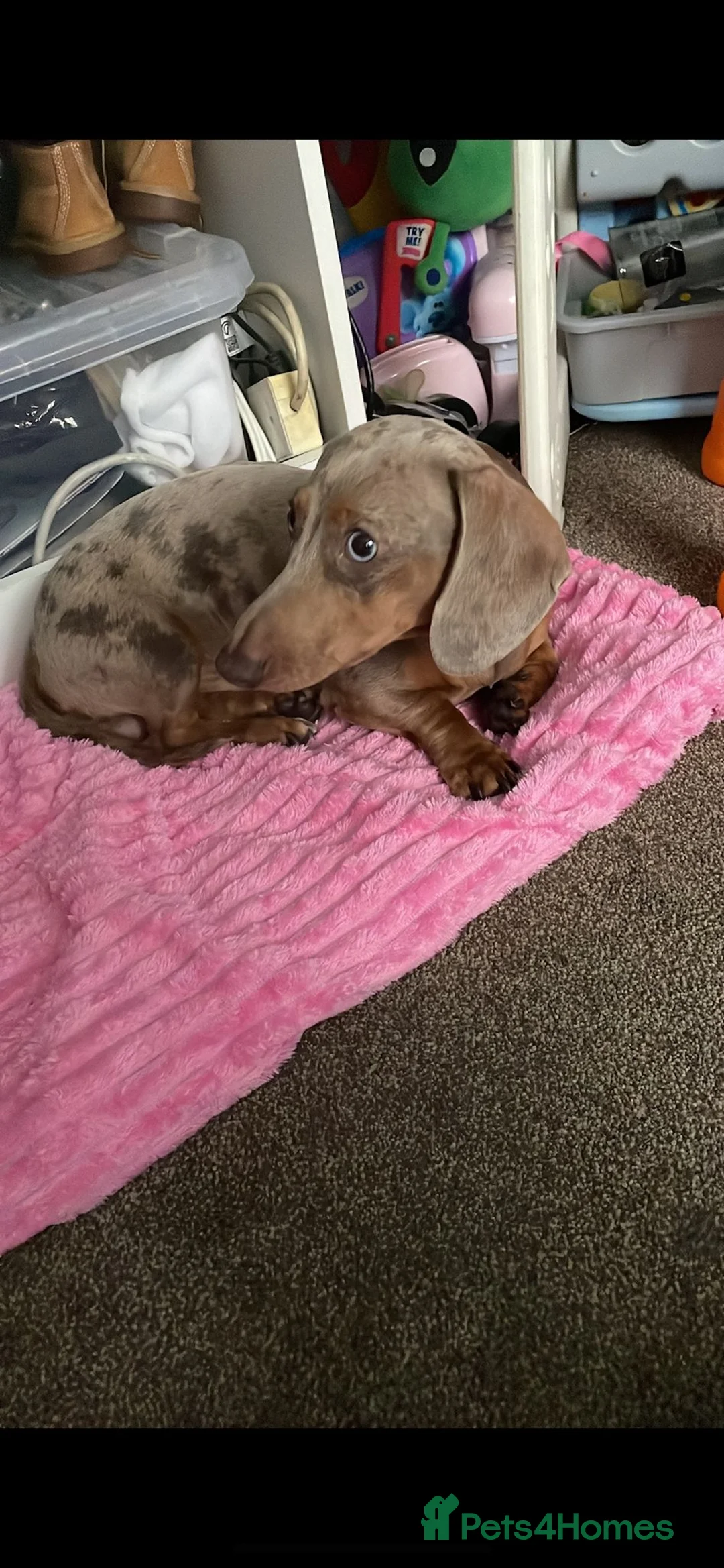 Dachshund dogs for sale: Milo  - Advert 3