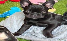 French Bulldog dogs for sale: French bulldog pups reduced what’s left now  - Image 3