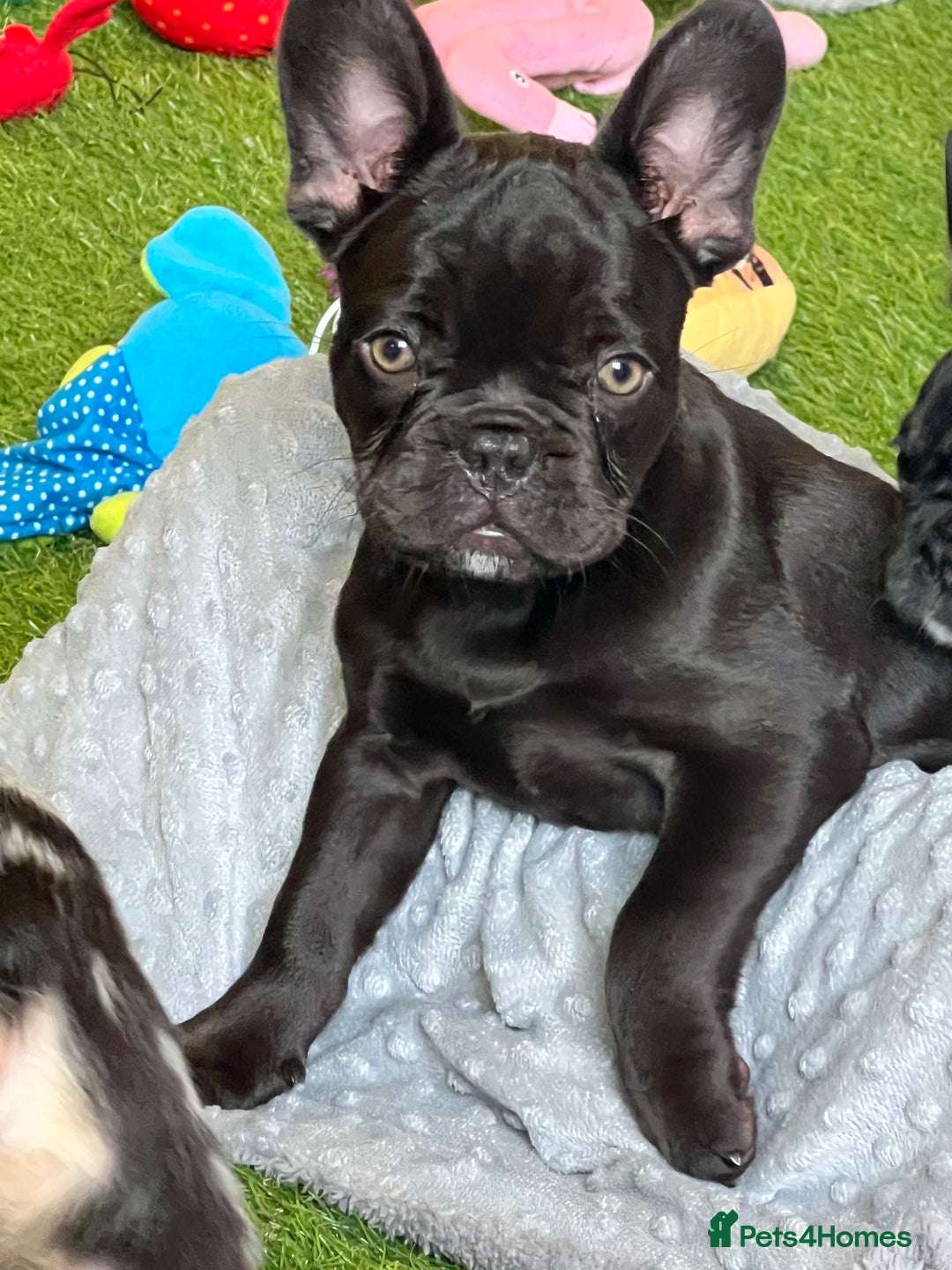 French Bulldog dogs for sale: French bulldog pups reduced what’s left now  - Image 3