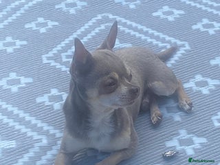 Chihuahua dogs in Bolton - Advert 11