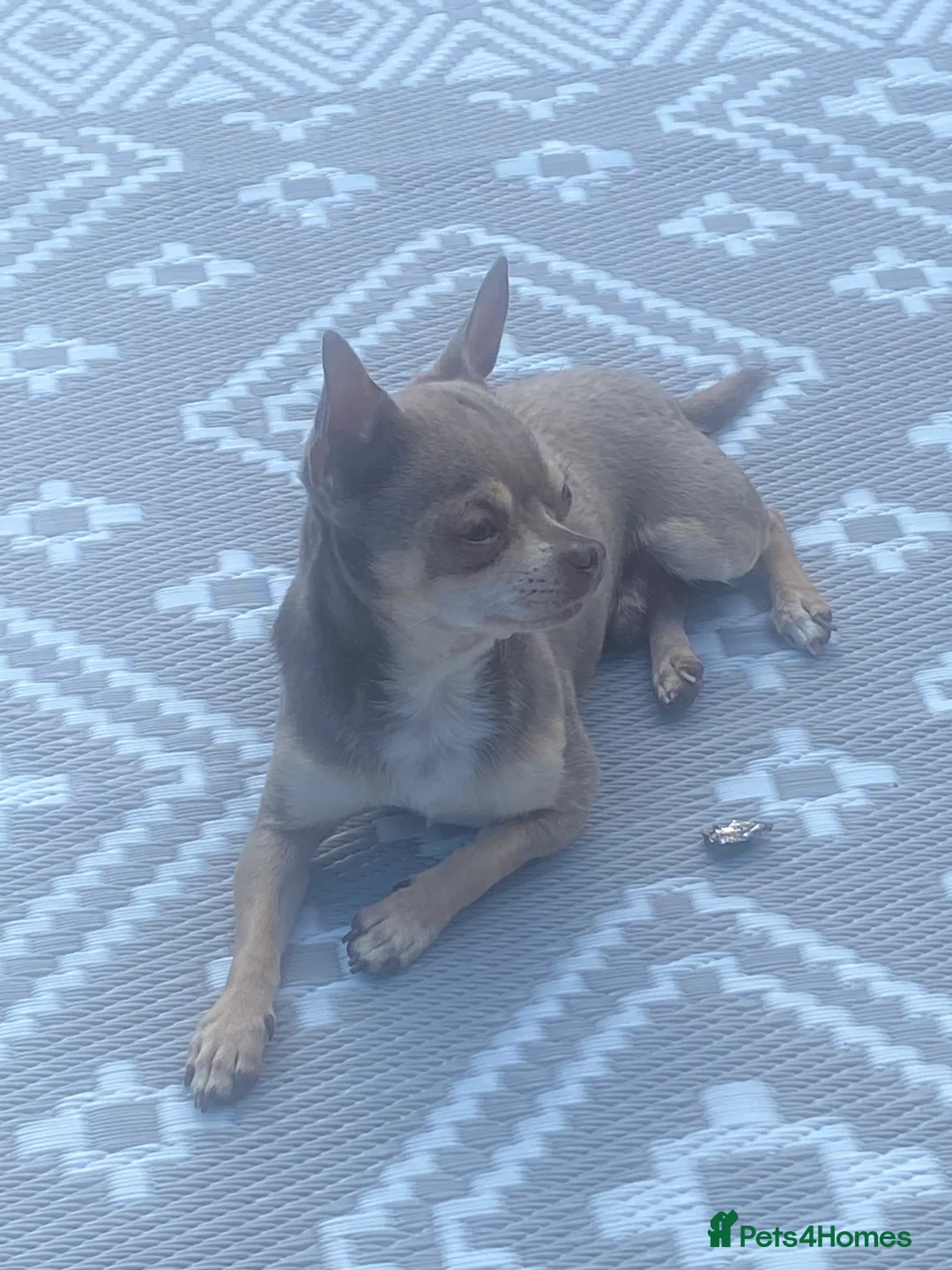 Chihuahua dogs for stud: Chihuahua  tiny male stud - Advert 1