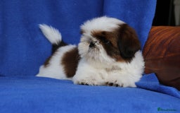 Shih Tzu dogs for sale: Beautiful Shih Tzu Puppies - Image 12
