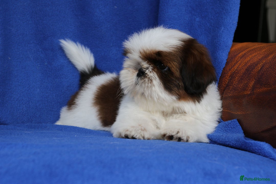 Shih Tzu dogs for sale: Beautiful Shih Tzu Puppies - Image 12