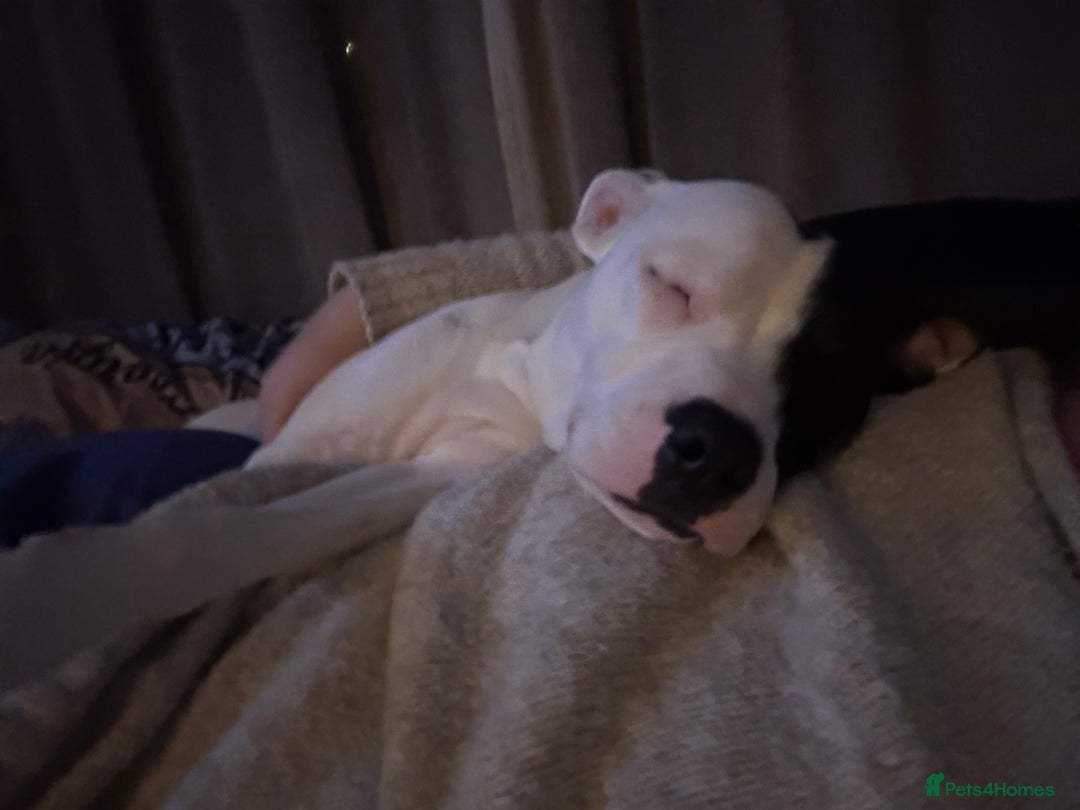 Mixed Breed dogs for sale: Daisy  - Advert 3