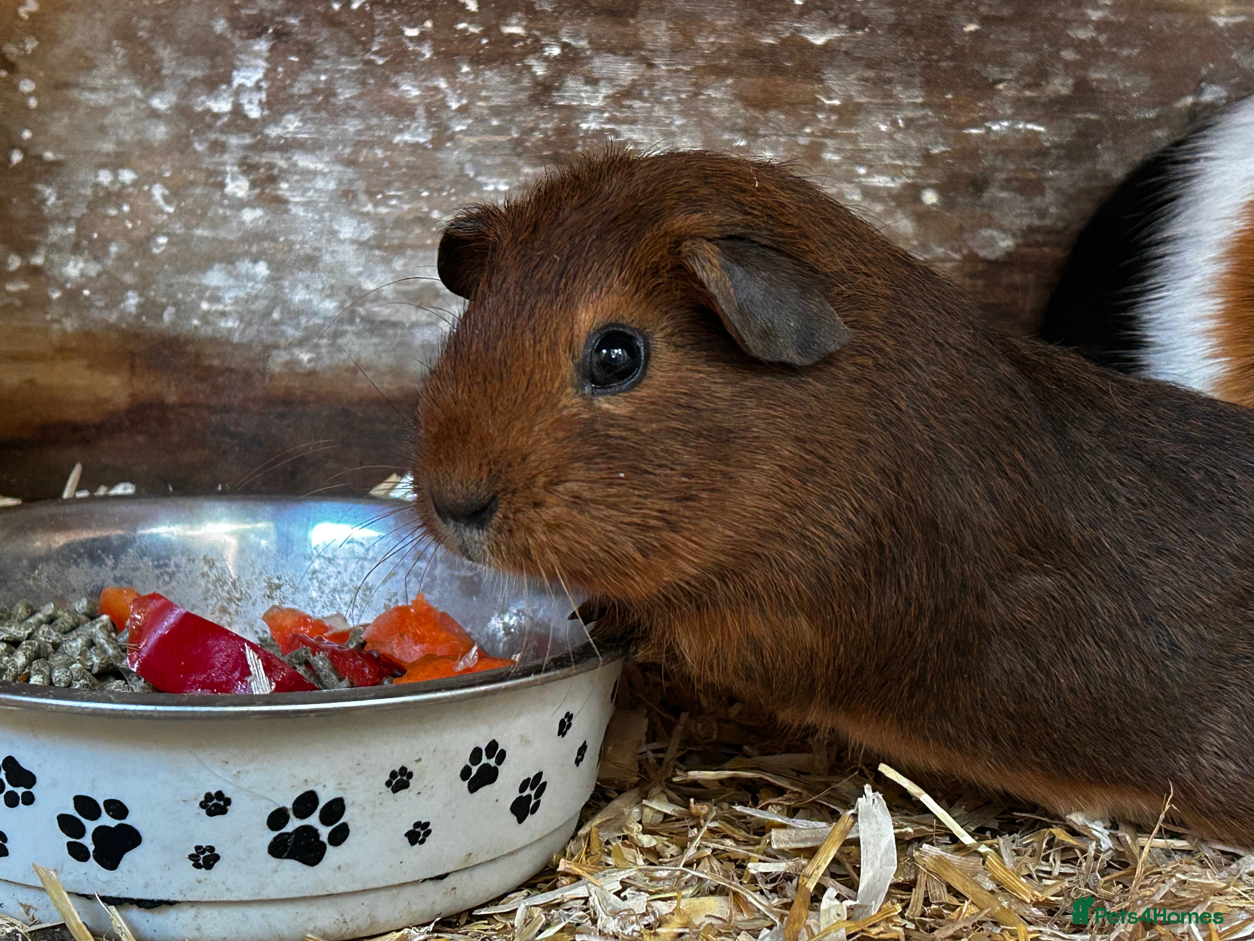 Guinea Pig rodents Guinea pigs babies looking for their forever homes - Advert 17