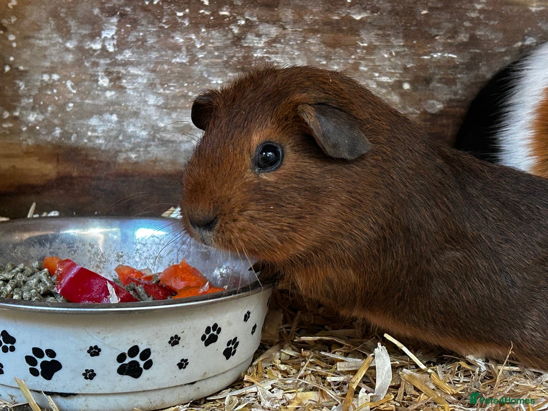 Guinea Pig rodents for sale: Guinea pigs babies looking for their forever homes - Advert 1