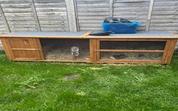 Guinea Pig rodents for sale: Two Female Guinea Pig - Image 5
