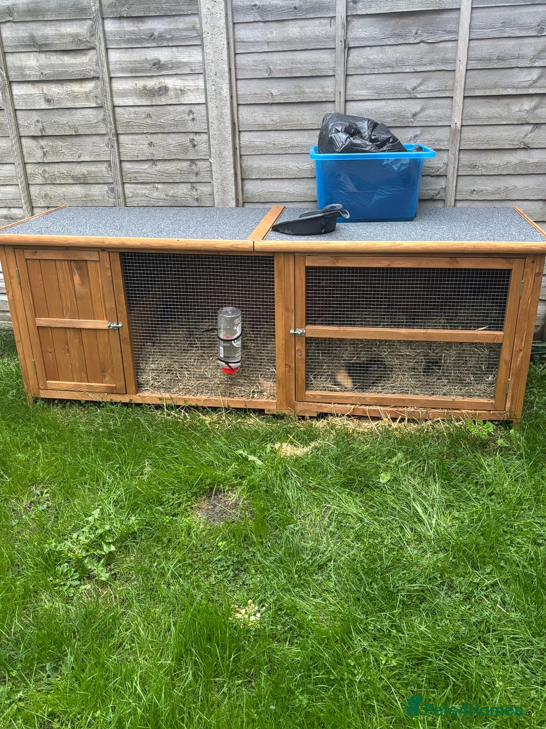 Guinea Pig rodents for sale: Two Female Guinea Pig - Image 5