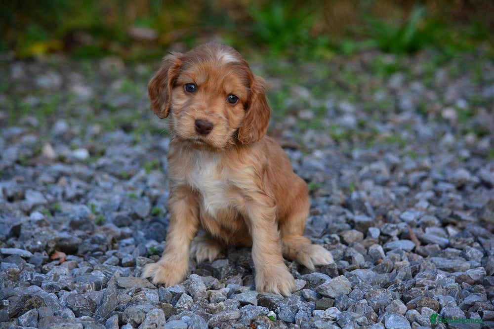 Cocker Spaniel dogs 5 Sable Cocker Spaniel Puppies - Advert 8