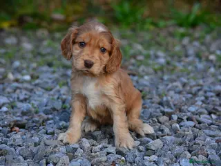 Cocker Spaniel dogs 5 Sable Cocker Spaniel Puppies - Advert 8