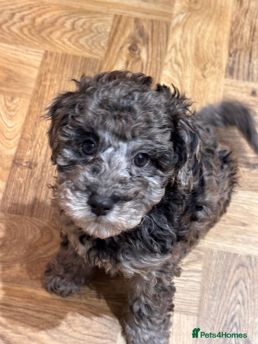 Mixed Breed dogs for sale: Smaller sized toy x mini poodle puppies  - Advert 9