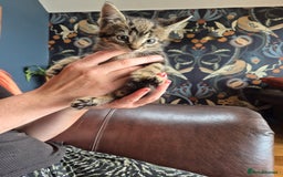 Mixed Breed cats for sale: Beautifully marked kittens - Image 7