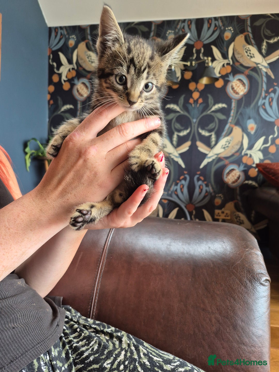 Mixed Breed cats for sale: Beautifully marked kittens - Image 7