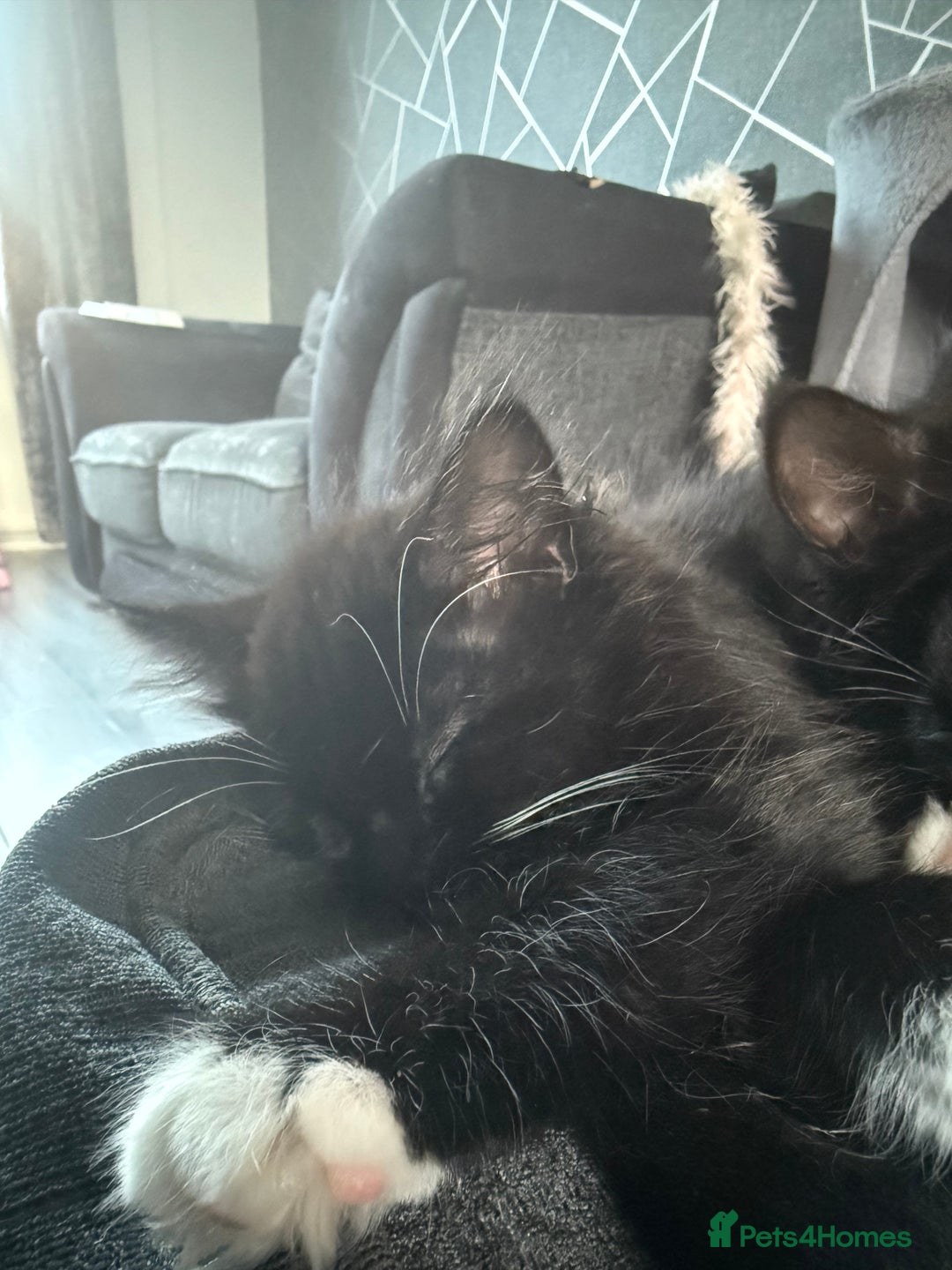 Mixed Breed cats for sale: 3 kittens for sale - Advert 2