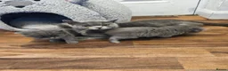 British Shorthair cats for sale: British short hair kittens  - Advert 9