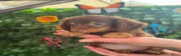 Dachshund dogs for sale: READY TO LEAVE!🥰 1 GORGEOUS BOY LEFT AVAILABLE🥰 - Advert 6