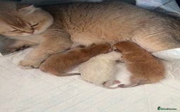 Scottish Fold cats for sale: Beautiful Gold Chinchilla babies  - Advert 1