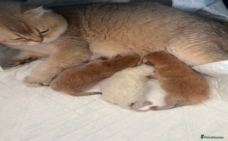 Scottish Fold cats Beautiful Gold Chinchilla babies  - Advert 2