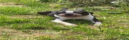 Boston Terrier dogs for sale: Boston Terrier Special Home Needed - Advert 8