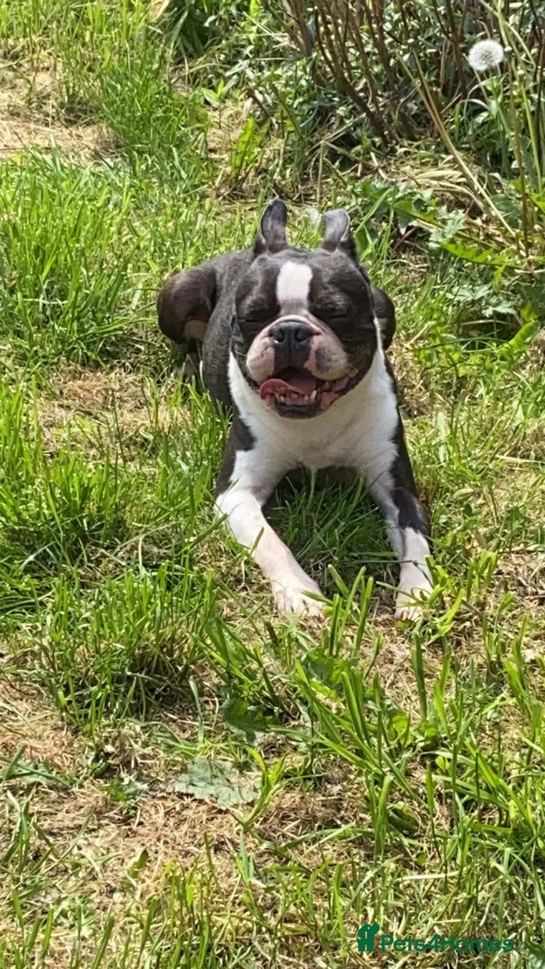 Boston Terrier dogs for sale: Boston Terrier Special Home Needed - Advert 8
