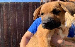 Mixed Breed dogs for sale: Cane corso X Alaskan malamute surprise litter  - Image 21