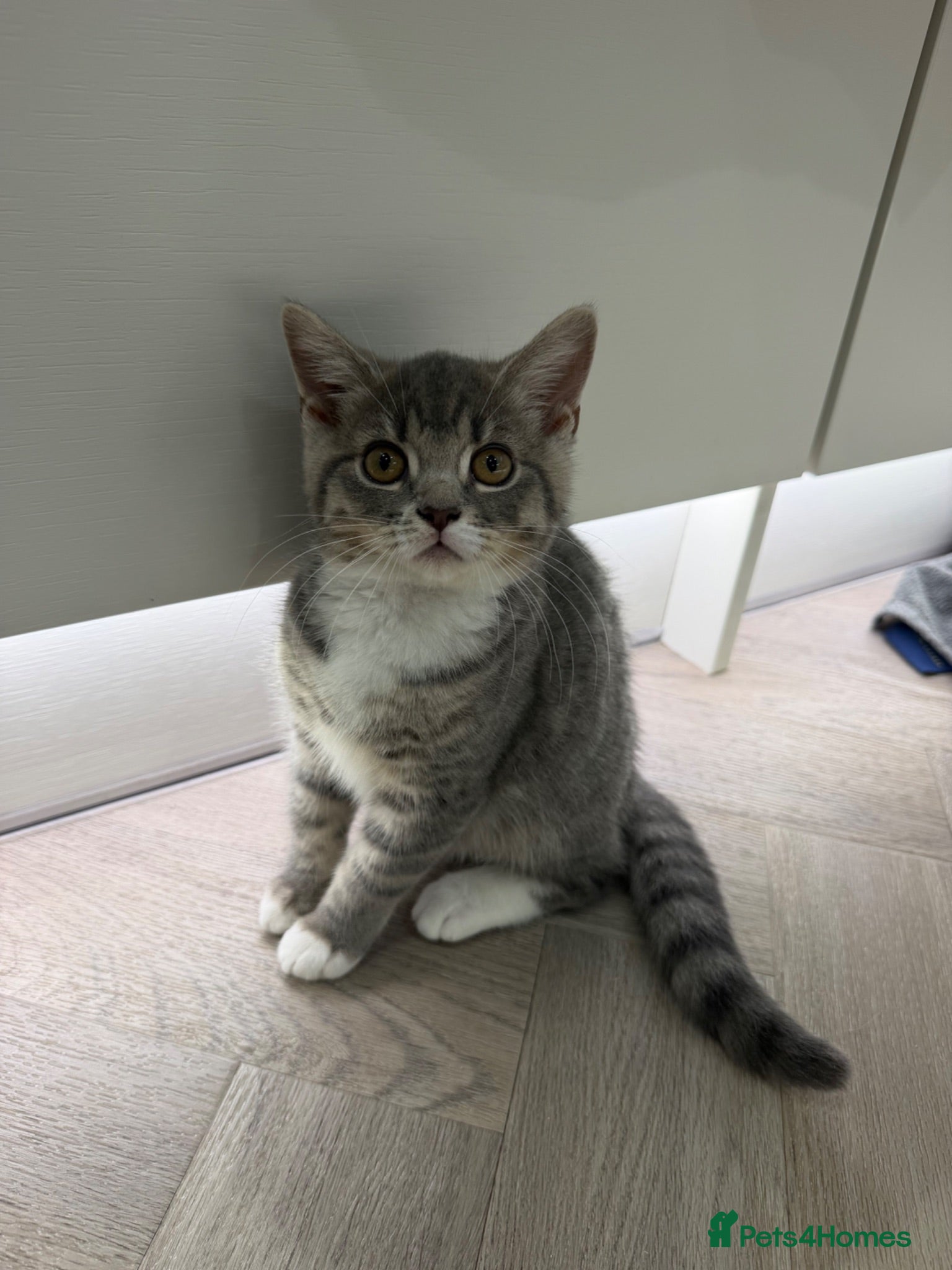British Shorthair cats British short hair cross kittens- both together - Advert 1