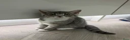 British Shorthair cats for sale: British short hair cross kittens- both together - Advert 1