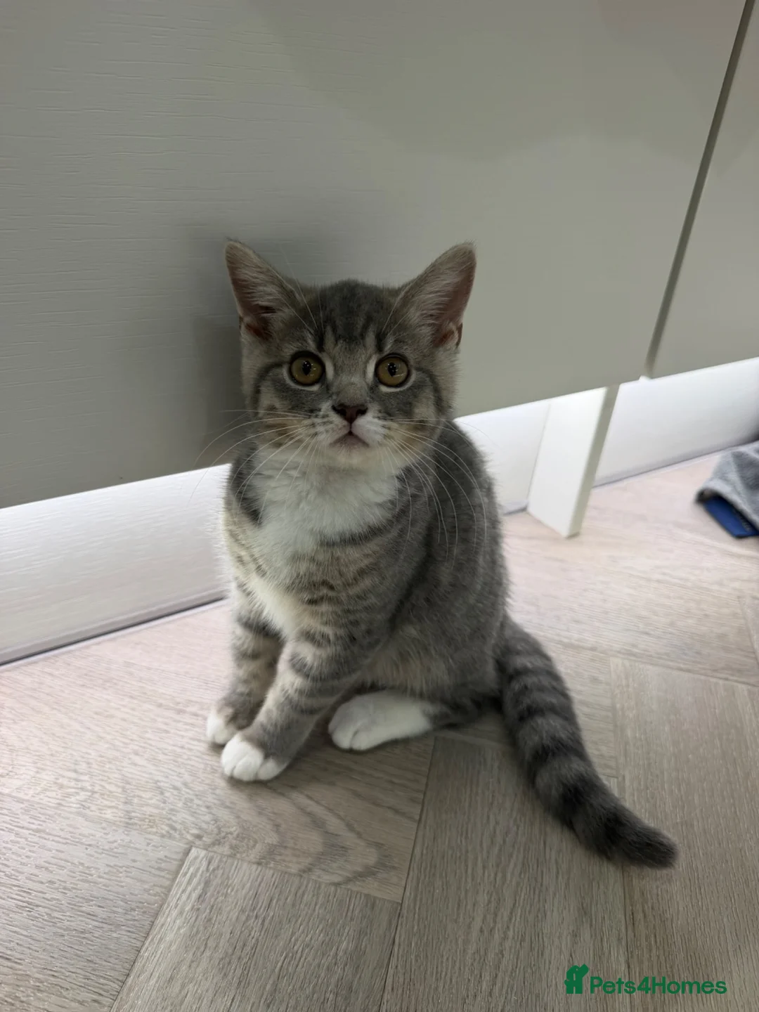 British Shorthair cats for sale: British short hair cross kittens- both together - Advert 1