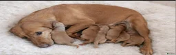 Labrador Retriever dogs for sale: Labrador litter - Advert 2