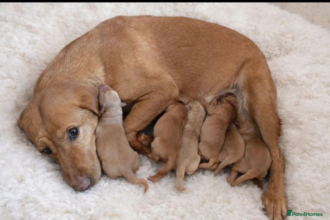 Labrador Retriever dogs for sale: Labrador litter - Advert 2