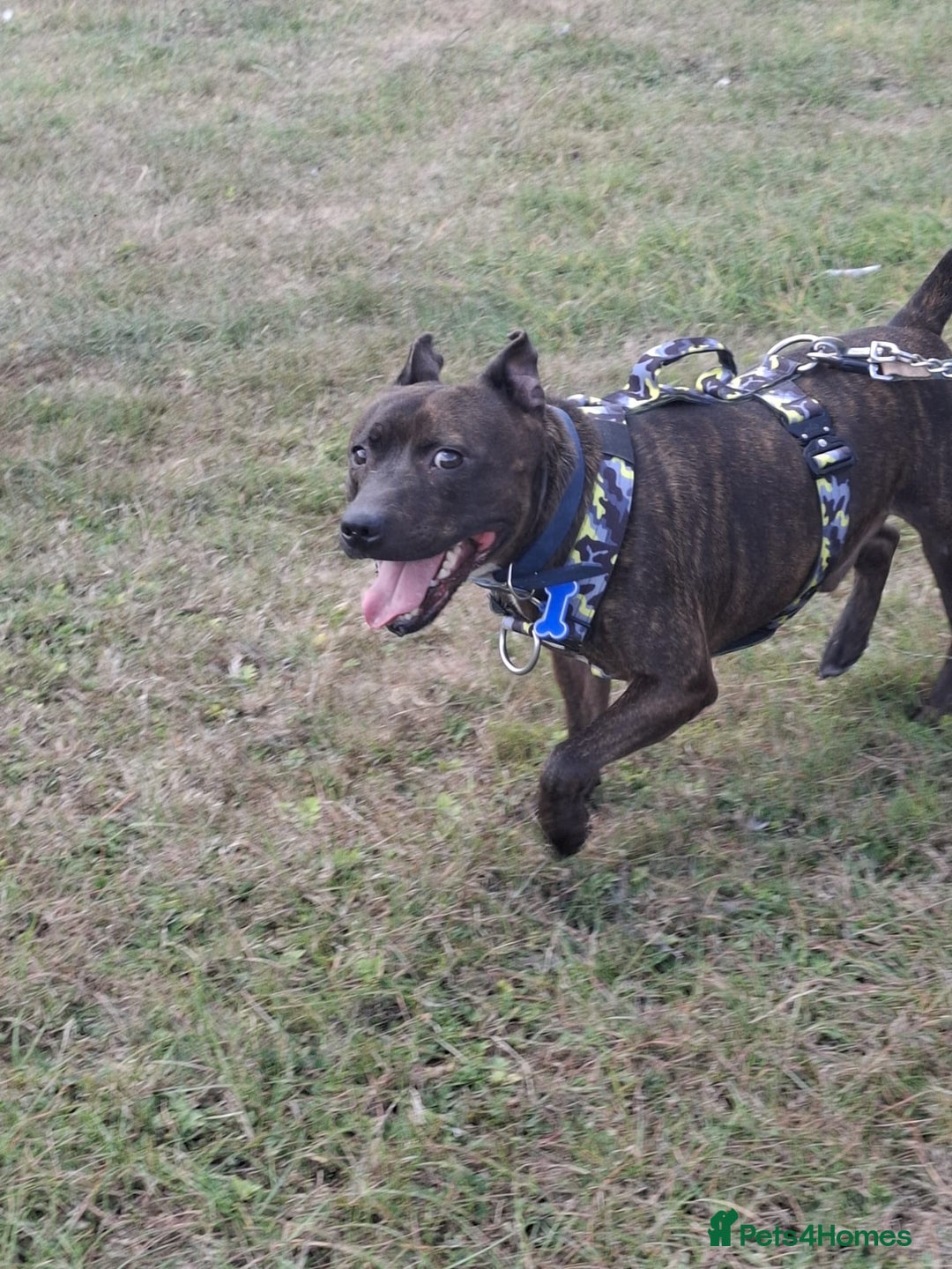 Staffordshire Bull Terrier dogs for sale: 5yr old male staffy - Image 4