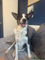 Mixed Breed dogs - Advert 13