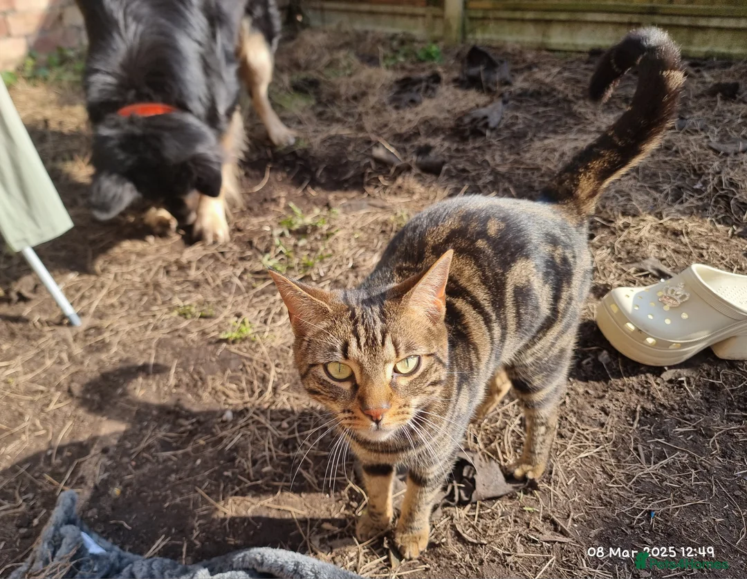 Brazilian Shorthair cats for sale: Family of 3 gorgeous cats for adoption - Advert 15