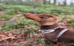 Miniature Dachshund dogs for stud: KC reg Mini Chocolate & tan STUD,Proven,PRA clear - Image 5
