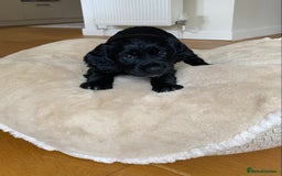 Cocker Spaniel dogs for sale: Kennel Club registered working cockers  - Image 23