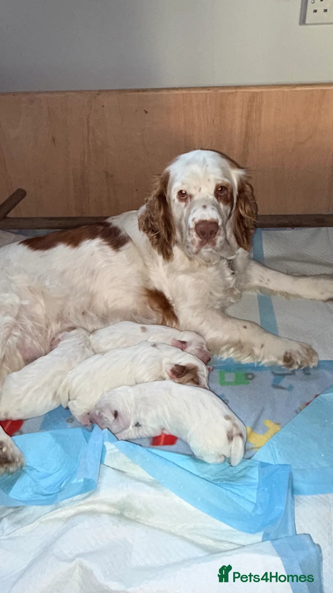 Clumber Spaniel dogs for sale: Clumber Spaniel dog puppy  - Advert 9