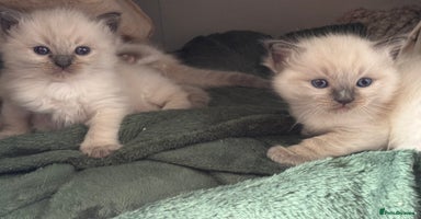 Ragdoll cats - Advert 2