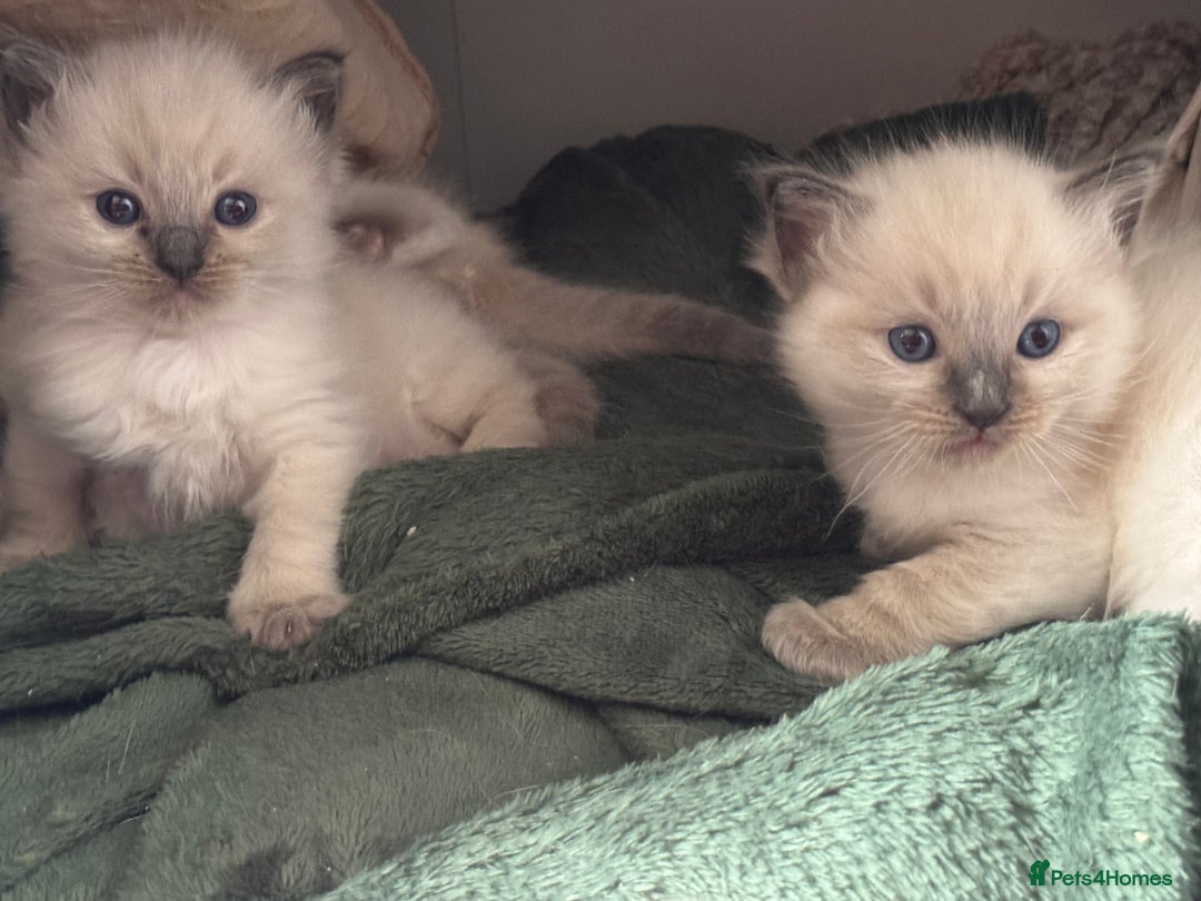 Ragdoll cats for sale: Ragdoll kittens  - Image 2