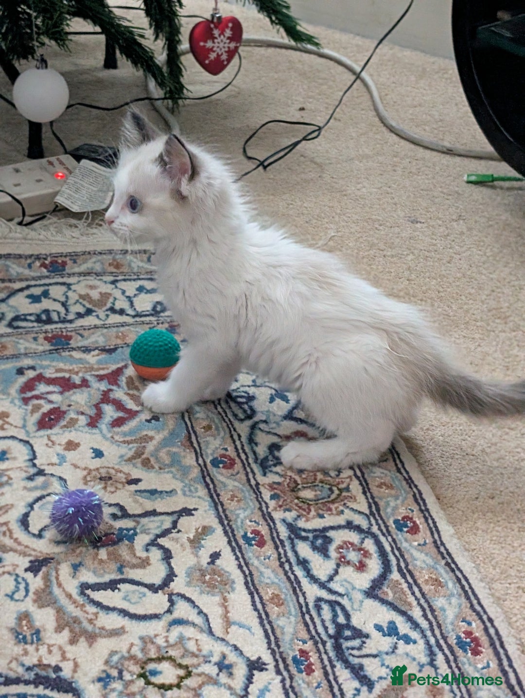 Ragdoll cats for sale: Gorgeous Lucy, a seal bicolour ragdoll kitten  - Advert 9