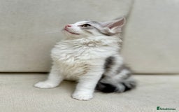 Siberian cats for sale: TICA Siberian Kittens Hypoallergenic Family Raised - Image 5